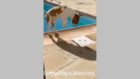 Funny_Video_Cats_and_Dogs