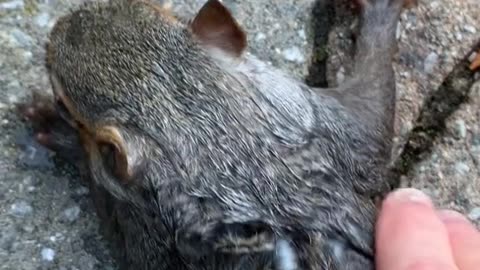 Saving a Drowning Squirrel