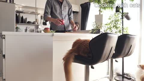 How I Trained My Cats
