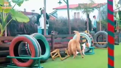 Funny Dog Video