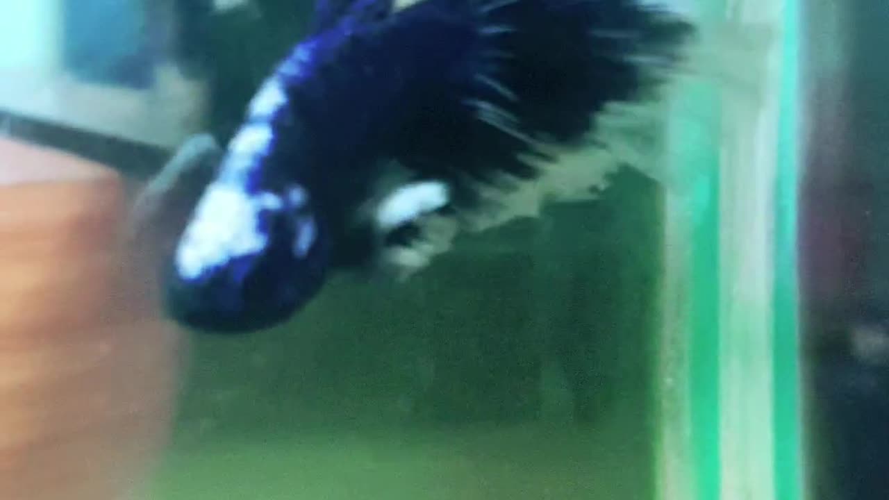 Half-moon betta fish