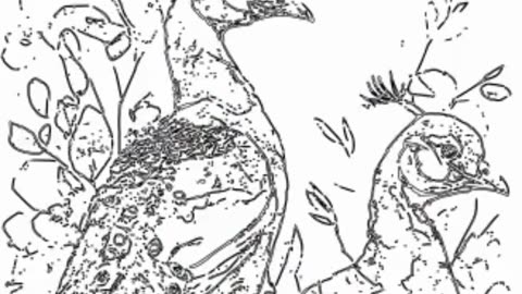 how to draw peacock