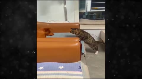 Enjoy this funny cats & dogs videos