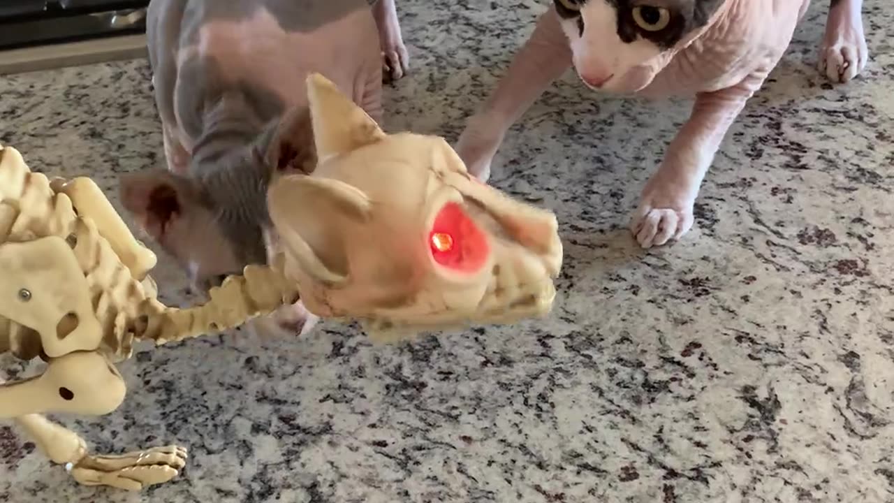 Hairless Cats Playing with a Skinless Cat Toy