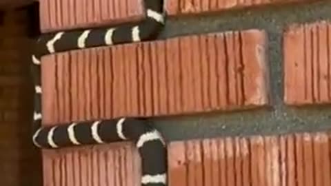 The way this snake moves through the mortar courses