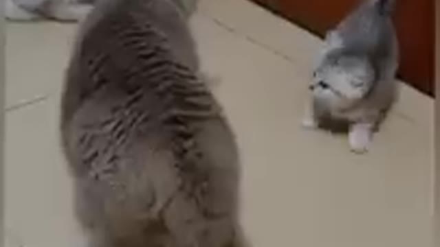 Funny cats