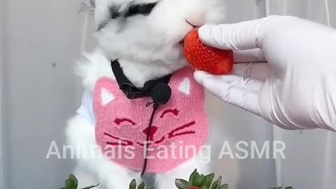 Animals doing ASMR