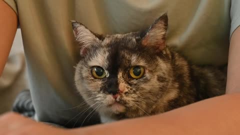 A Cat On A Person's Lap