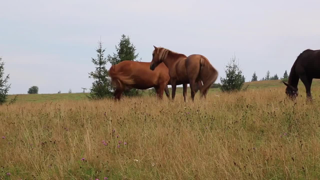 Astonishing Facts About Horses.