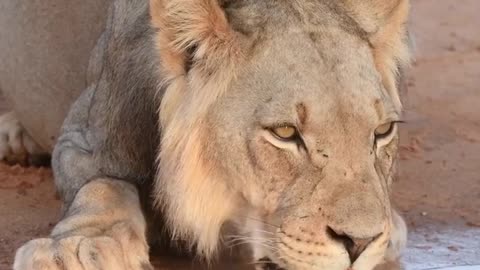 Lion drinking water!!