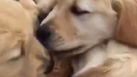 Cute Cat bombarded with lovely licks by Golden dogs