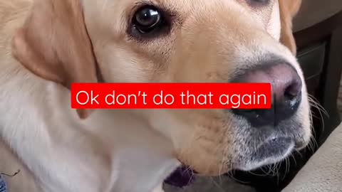 Dog hates it when disturbad during sleeping #