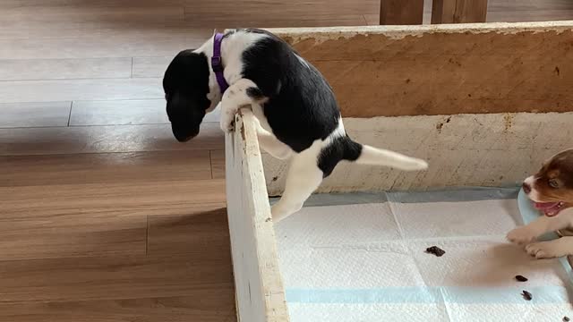 Puppy Makes Great Escape