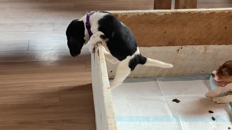 Puppy Makes Great Escape