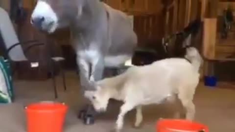 Funny funny animaux