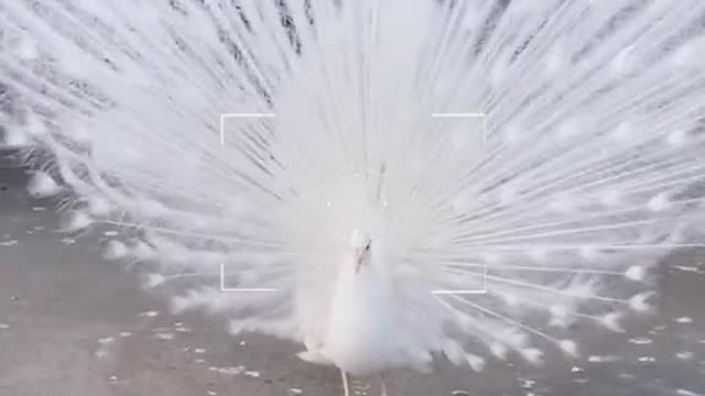 omg Albine peacock