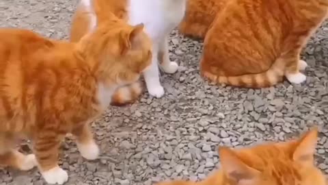 Funny cats and dogs