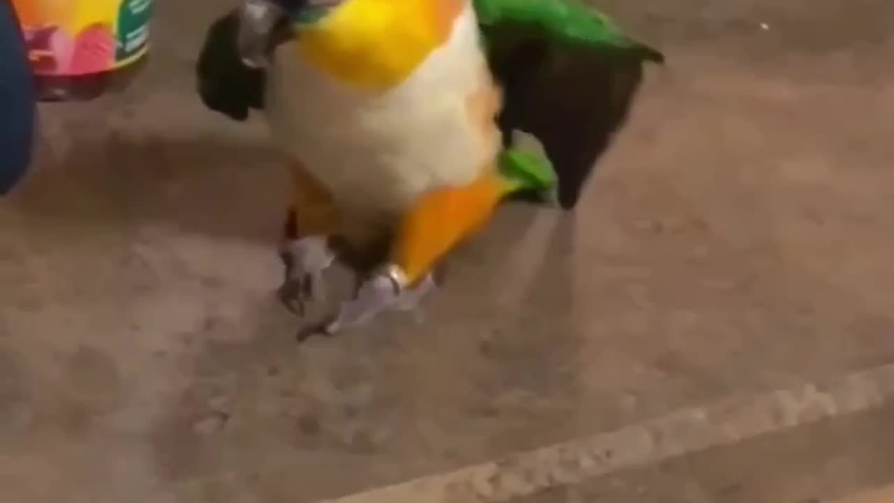 Smooth Criminal Parrot Dancer