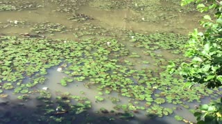 Carp on the surface