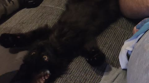 Cat lies absolutely relaxed on his back and doesn't react at all 🥺 (super cute)