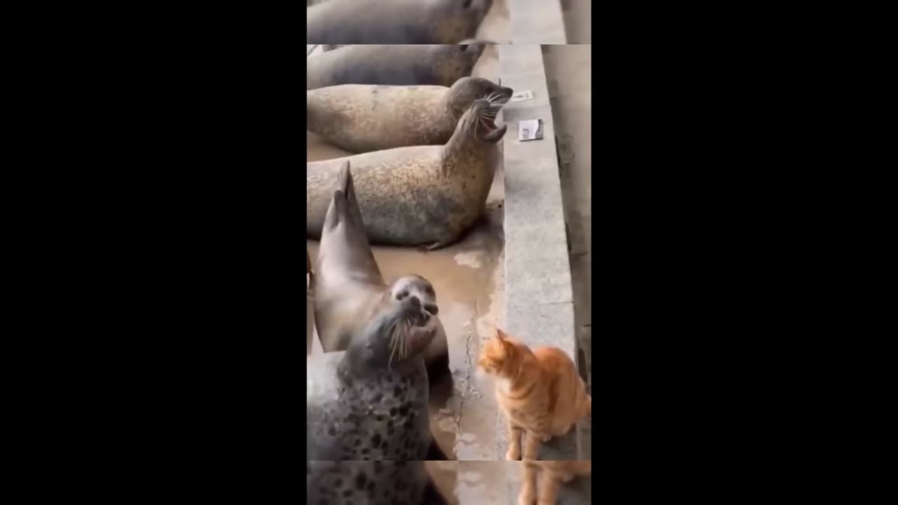 Cute and Funny Animals: The Ultimate Video Compilation