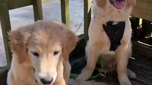 Cutest dog twins