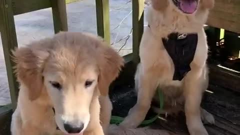 Cutest dog twins