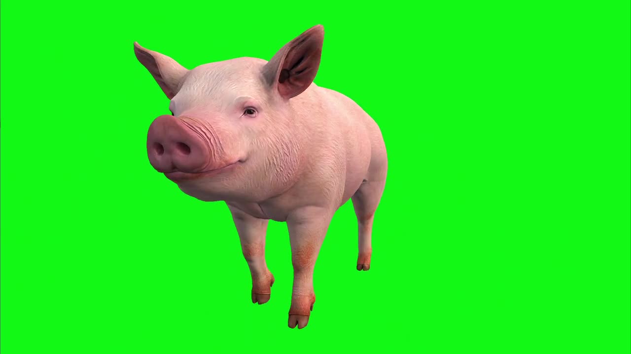 Pig Green Screen Mammal Animal Rotation