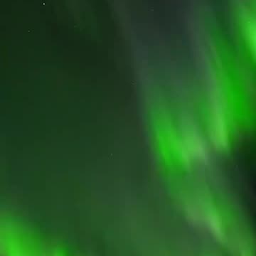 The Flying Draco Lizard 🦎