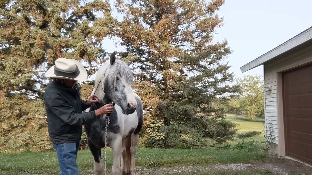 Electric clipper training - Session Two - Cinnamon the 3yr old Gypsy-Shire - 20 May 2023