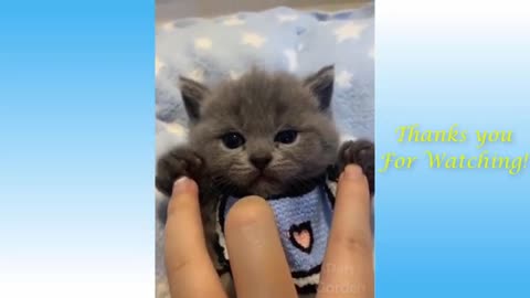 Funny_and_Cute_Cat's_Life_👯😺_Cats_and_Owners_are_the_best_friends_Videos(360p) PART 3.