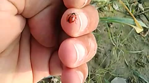 Predators (ledybird beetle)