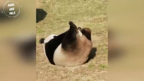 AWW SO CUTE!!! BABY PANDAS Playing With Zookeeper