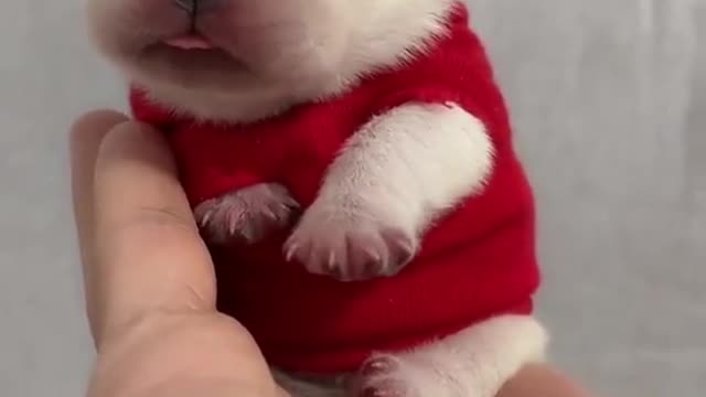 Looks cold or nervous..🥰🥰🥰