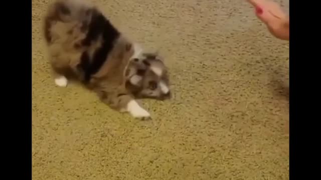 cute puppy dog playing