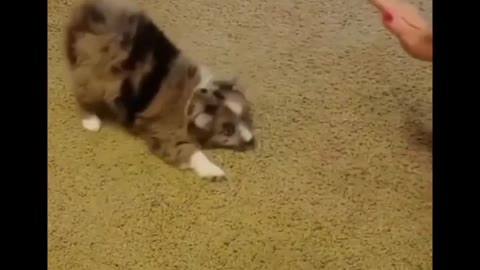 cute puppy dog playing