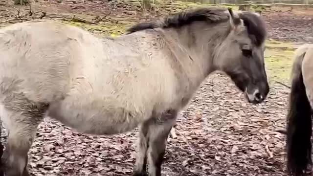 Wild park cute animals, Kaiserslautern