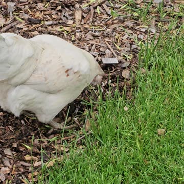 OMC! Whitey looking for worms and grubs in the woodchips while exploring the yard!