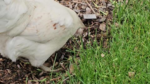OMC! Whitey looking for worms and grubs in the woodchips while exploring the yard!