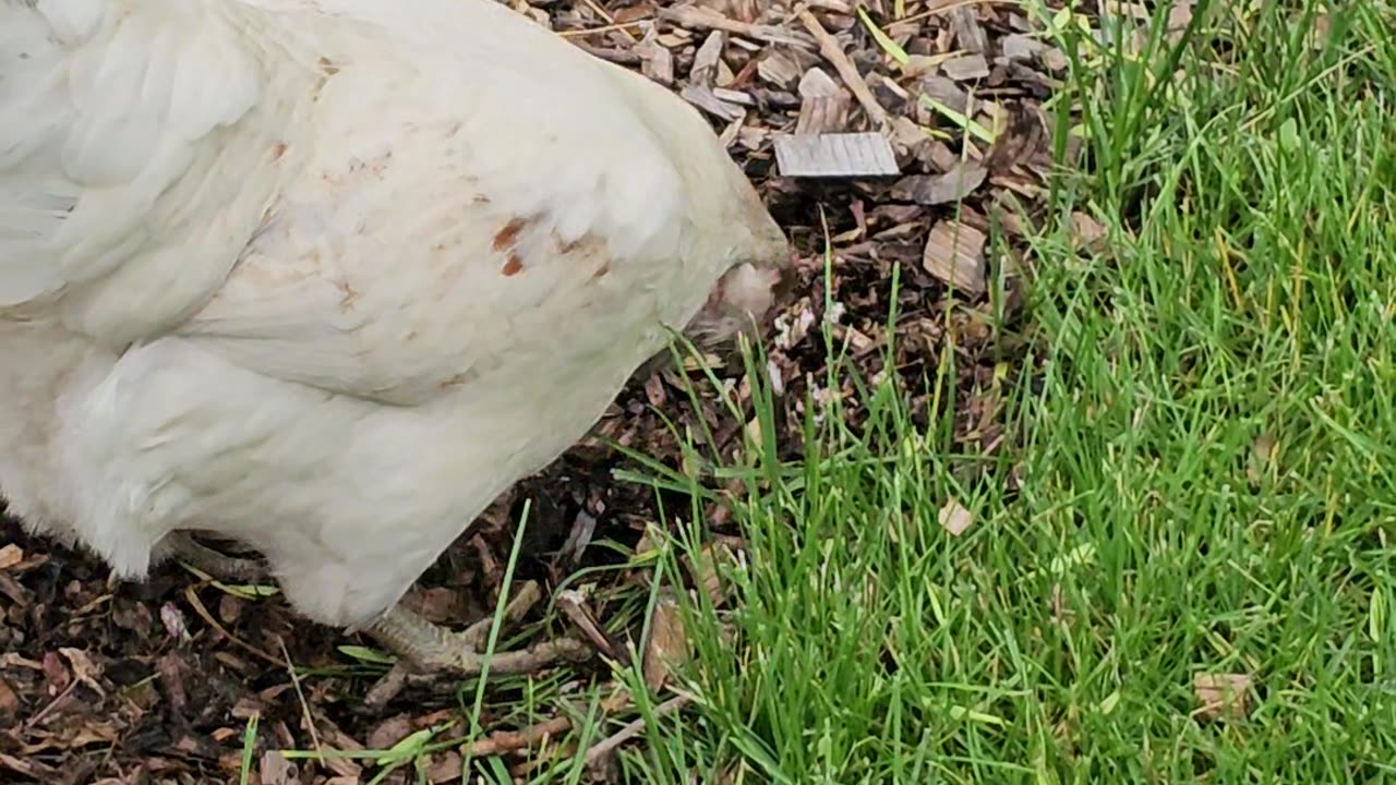 OMC! Whitey looking for worms and grubs in the woodchips while exploring the yard!