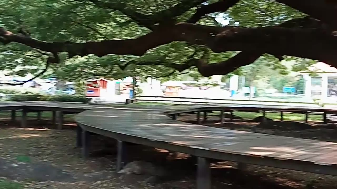 The biggest tree in Thailand ( Kanchanaburi )