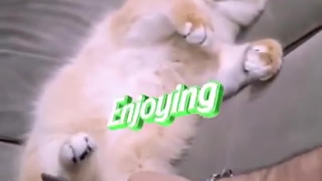 Funny Cat Video 😂🐈|Cute Kitten Video |Try Not To Laugh #Funny #viral #cute #Pets