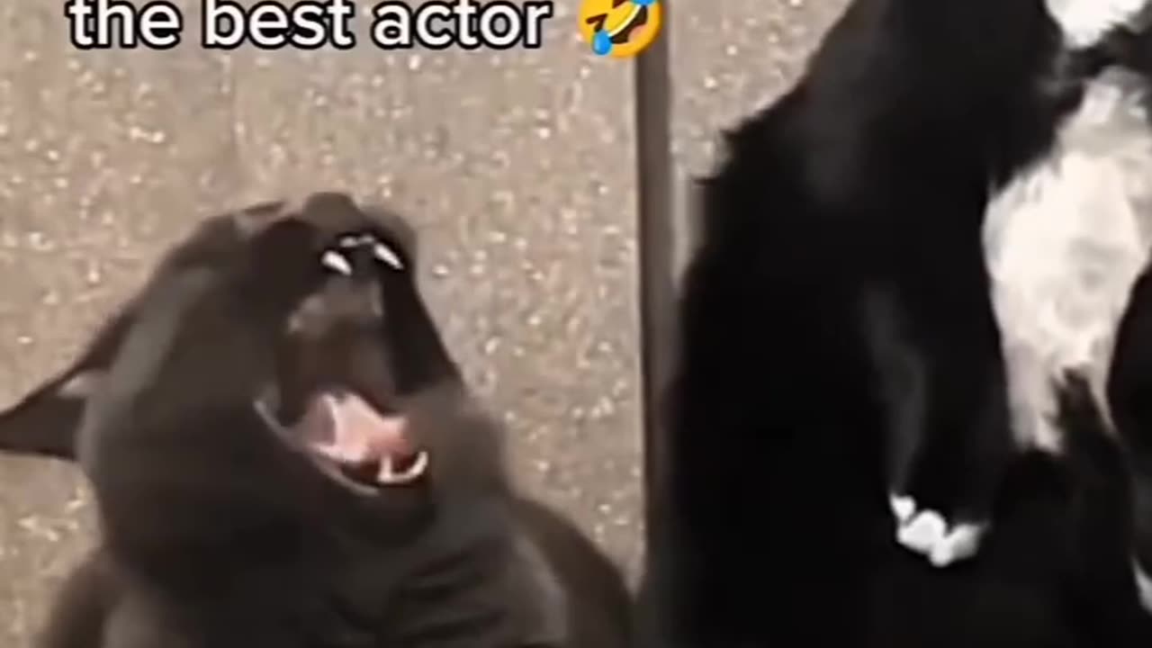 The best actor