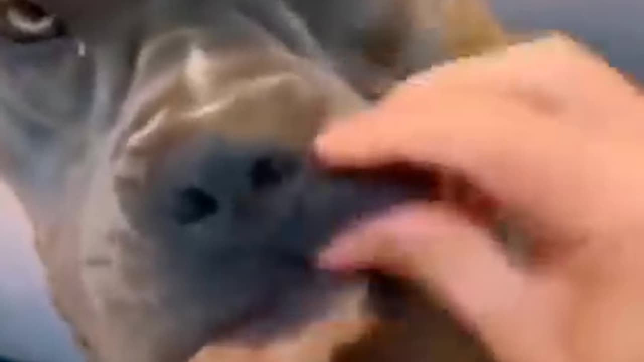try to your dog populate video