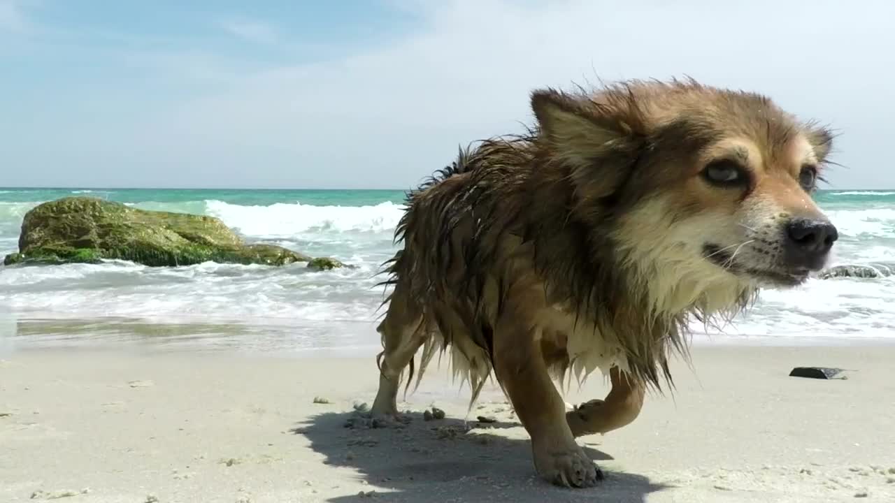 Dog shaking off the water on the beach