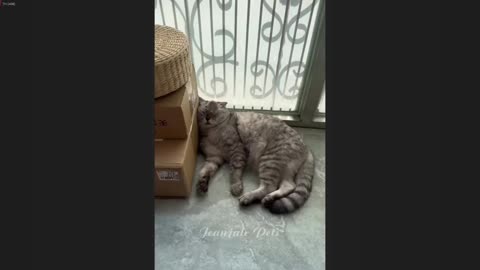 IMPOSSIBLE TRY NOT TO LAUGH Funny Cats Moments