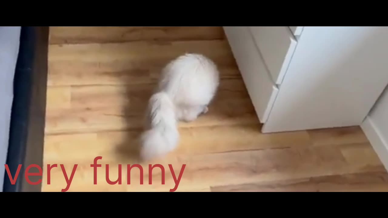 Very very funny videos😁😄😄😁😁💕✅👍