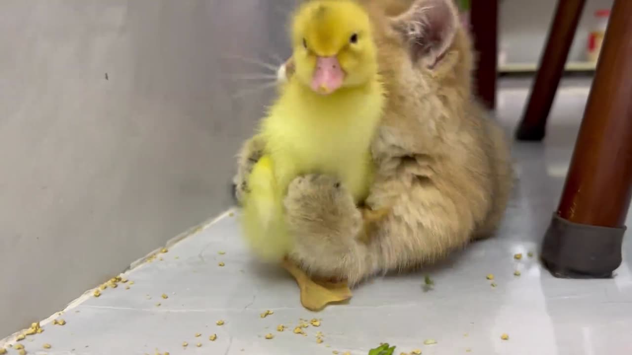 The kitten grew up and played with the little duck. It was so cute.