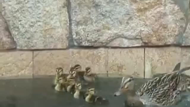Duck Can't Standabies Get Stuck In A Pool - The Dodo_Cut