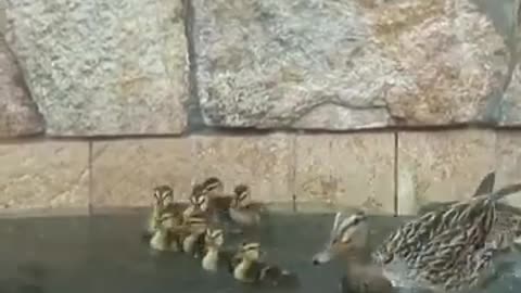 Duck Can't Standabies Get Stuck In A Pool - The Dodo_Cut